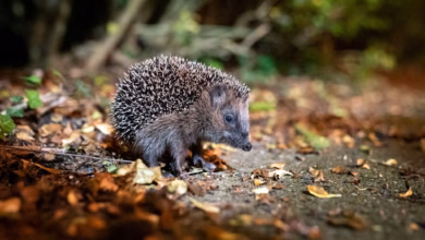 Ein igel sitzt zwischen laub auf einem gehweg vor einem gebüsch