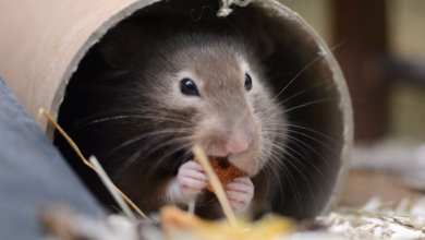 Hamster sitzt in seinem käfig