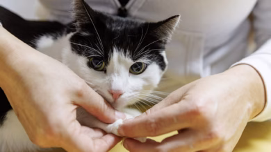 Eine tierphysiotherapeutin überprüft die gelenke einer katze