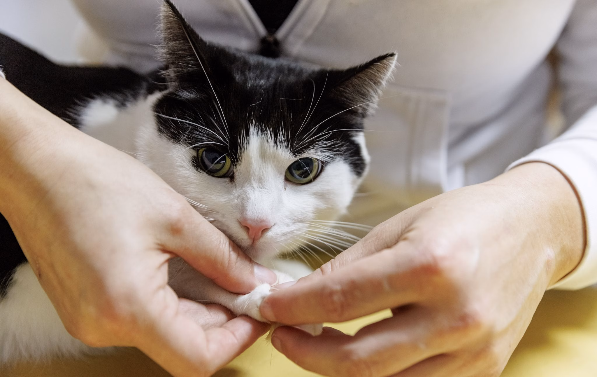 Eine tierphysiotherapeutin überprüft die gelenke einer katze