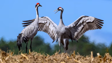 Zwei kraniche (grus grus) stehen auf einem abgeernteten maisfeld