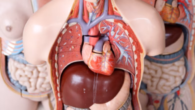 Das anatomische modell eines menschen mit dem herz in der mitte
