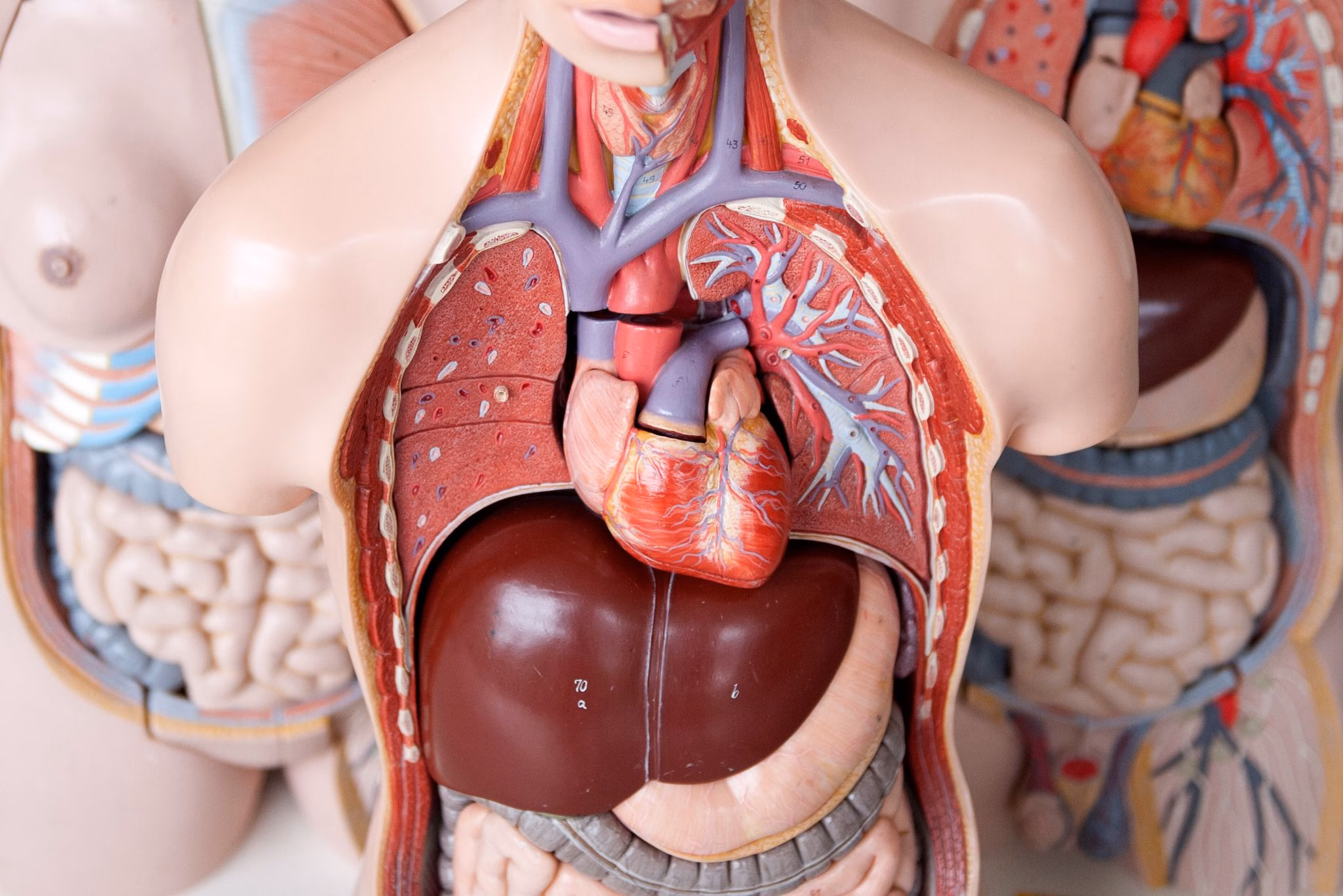 Das anatomische modell eines menschen mit dem herz in der mitte