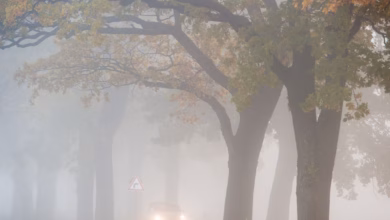 Auto fährt bei nebel auf einer landstraße