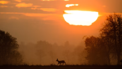 Reh läuft bei sonnenaufgang über ein feld