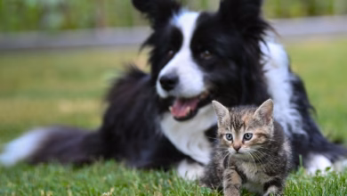 Hund und katze