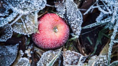 Apfel liegt bei frost zwischen laubblättern