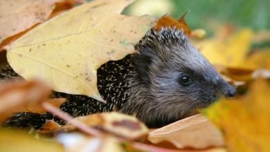 Igel durchstreift einen blätterhaufen