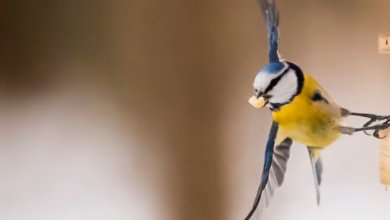Eine blaumeise an einer vogelfutter station