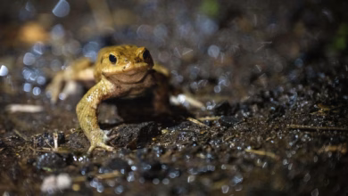 Eine erdkröte wandert bei dunkelheit