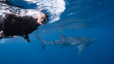 Schnorchler mit einem walhai