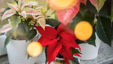Verschiedene weihnachtssterne stehen auf einer fensterbank