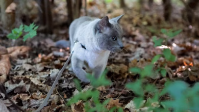 Katze erkundet an der leine ein waldstück