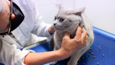 Eine tierärztin untersuchet eine katze