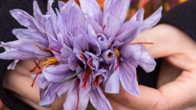 Safranblüten in einer hand