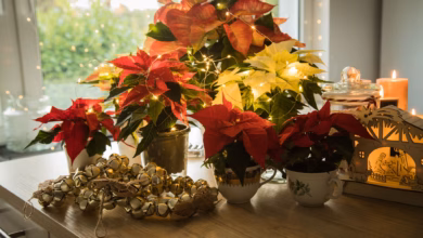 Weihnachtssterne auf einem tisch