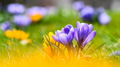 Krokusse blühen auf einer wiese