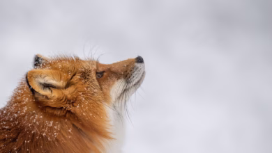 Fuchs läuft durch den schnee in seinem gehege
