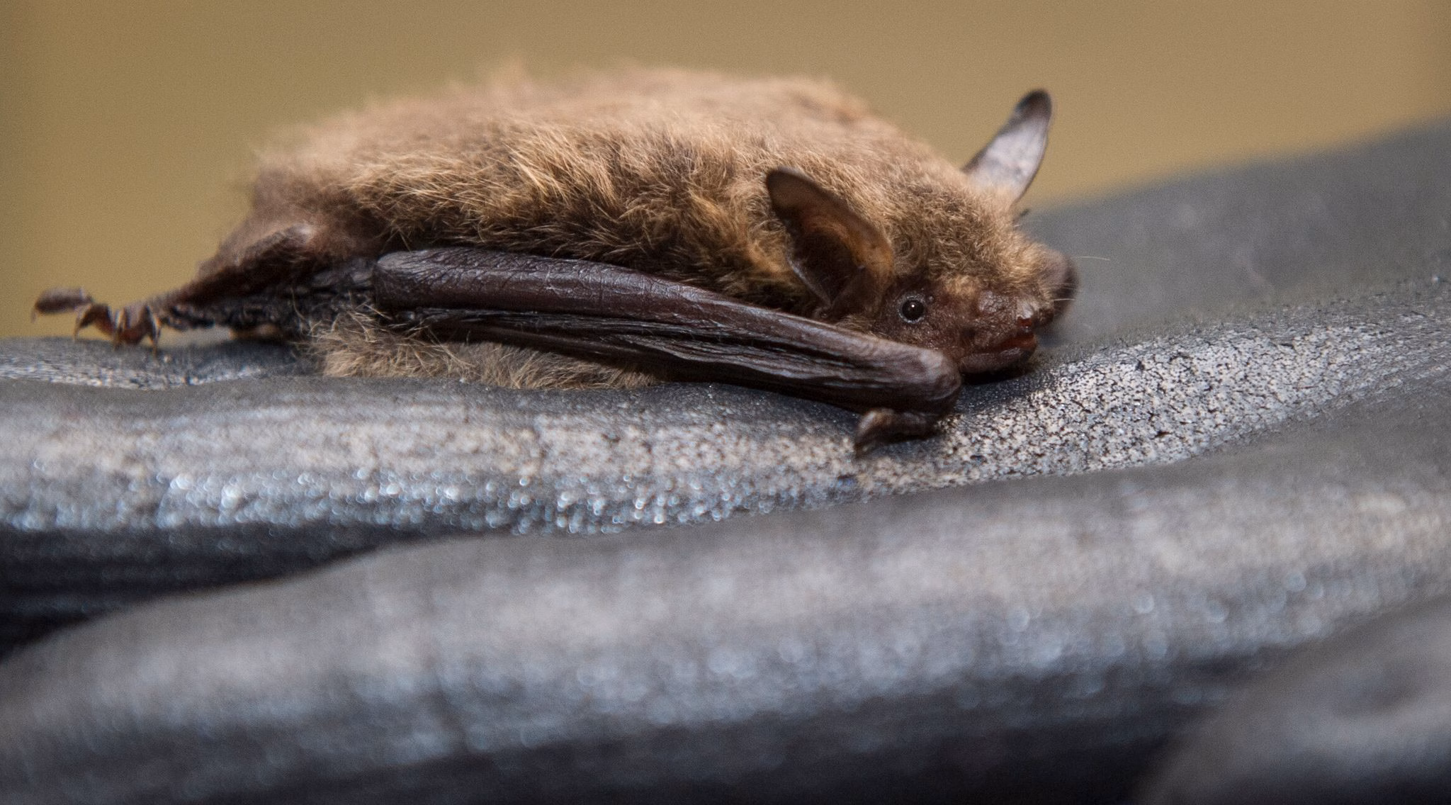 Fledermaus sitzt in der fledermaus station auf einem handschuh
